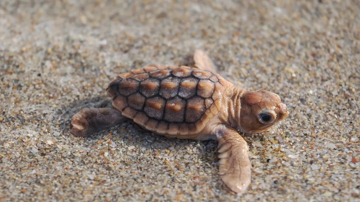 Florida’da nadir görülen ‘kabak baharatı’ renginde bebek deniz kaplumbağı görüntülendi