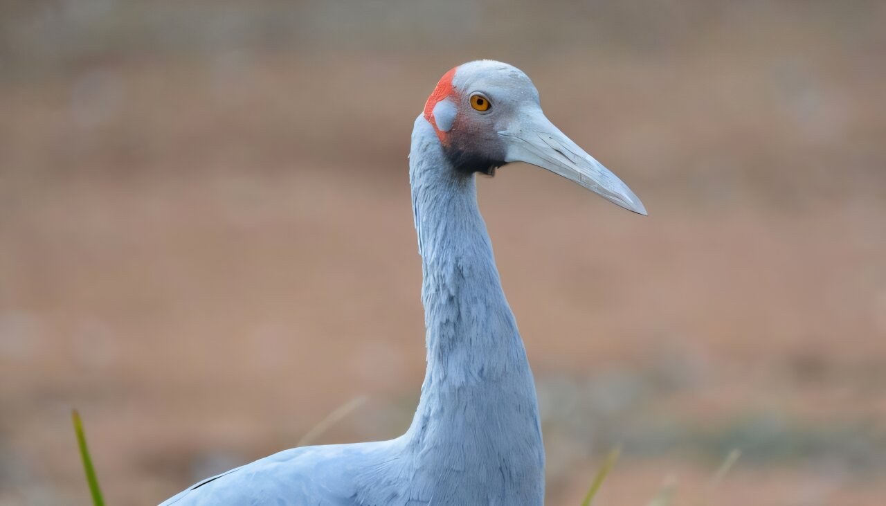Avustralya brolga turnalarının kuzey ve güney popülasyonları arasında önemli genetik farklar bulundu
