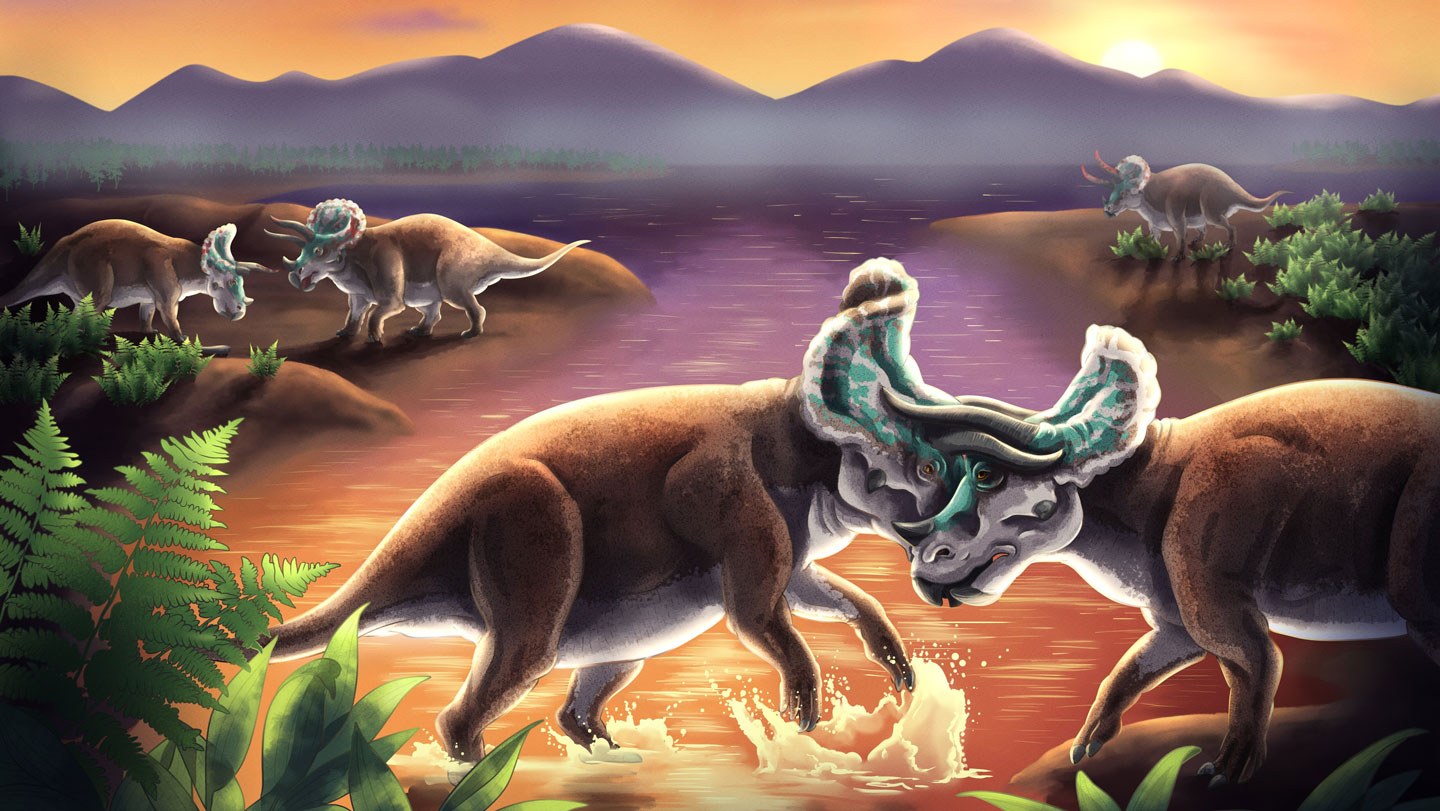 Boynuzlu dinozorların silahları savaşın şiddetine dayanacak şekilde evrimleşti